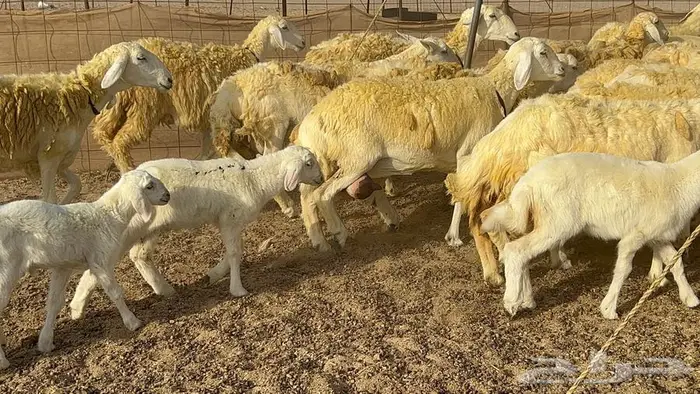 رخال حريات صنف الصنف 37 تحتها 18 27