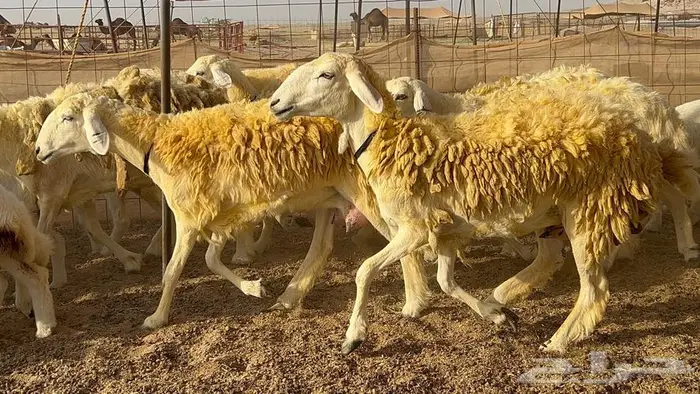 رخال حريات صنف الصنف 37 تحتها 18 28