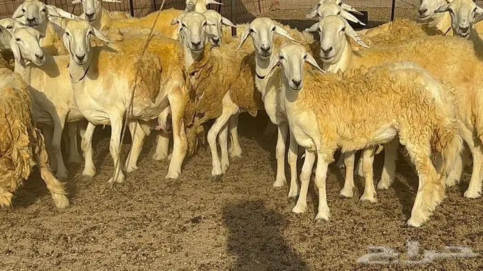 رخال حريات صنف الصنف 37 تحتها 18 33