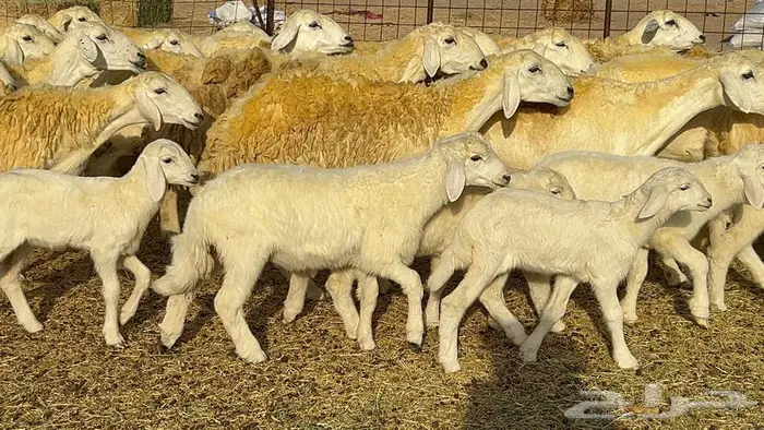 رخال حريات صنف الصنف 37 تحتها 18 30