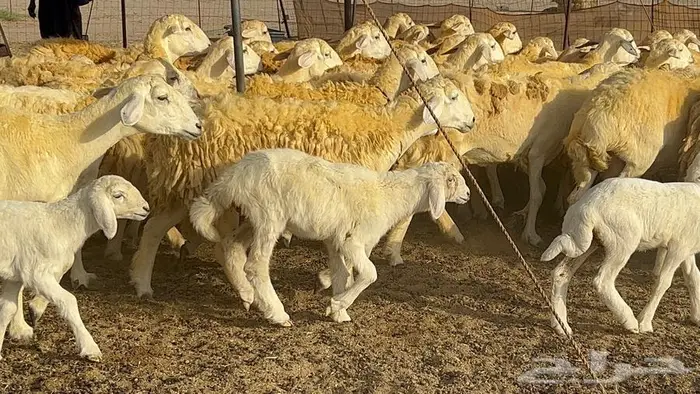 رخال حريات صنف الصنف 37 تحتها 18 32