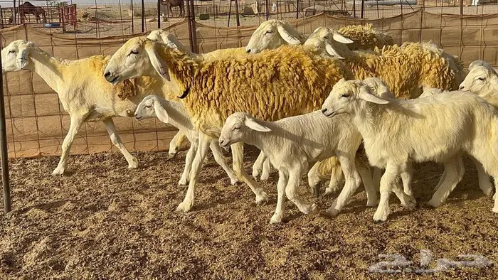 رخال حريات صنف الصنف 37 تحتها 18 36