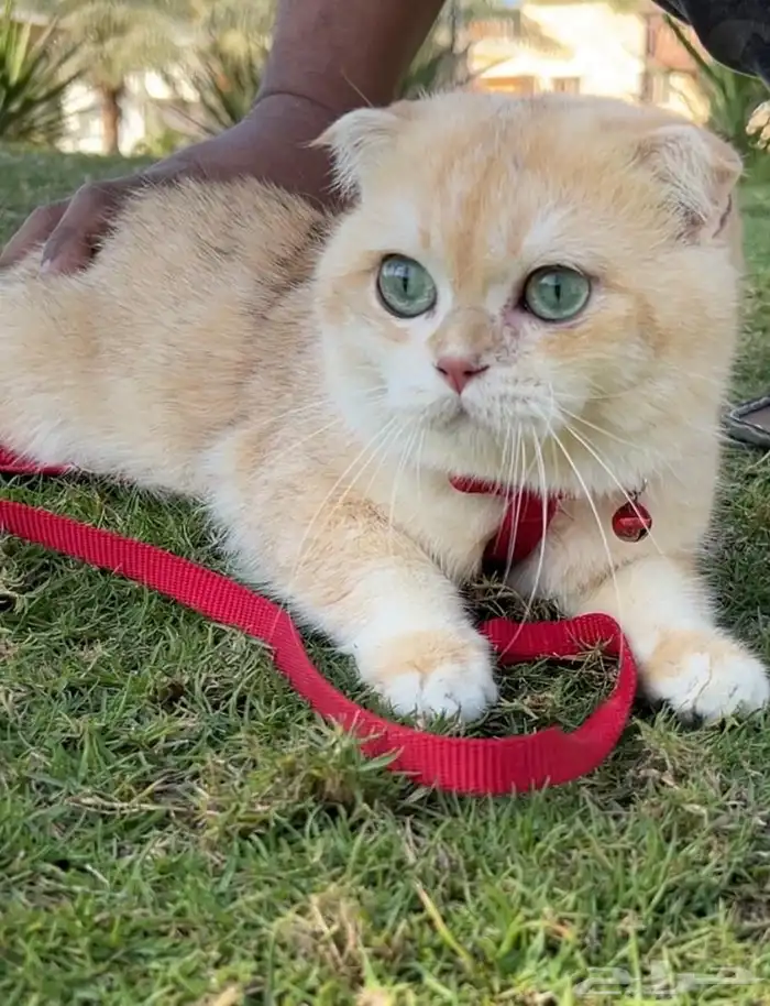 قطط للتزاوج بسعر مناسب ورمزي للجميع 3