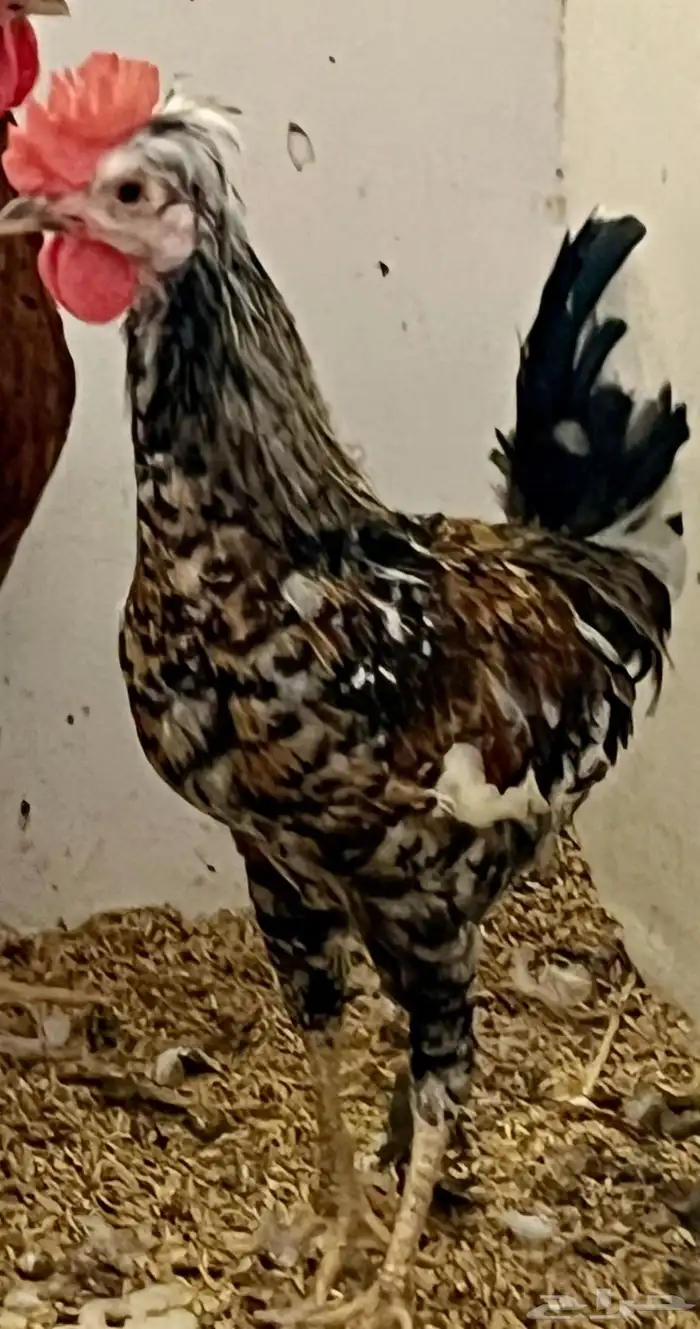 ديوك عربي ترثه سلالة قديمة جدا 1