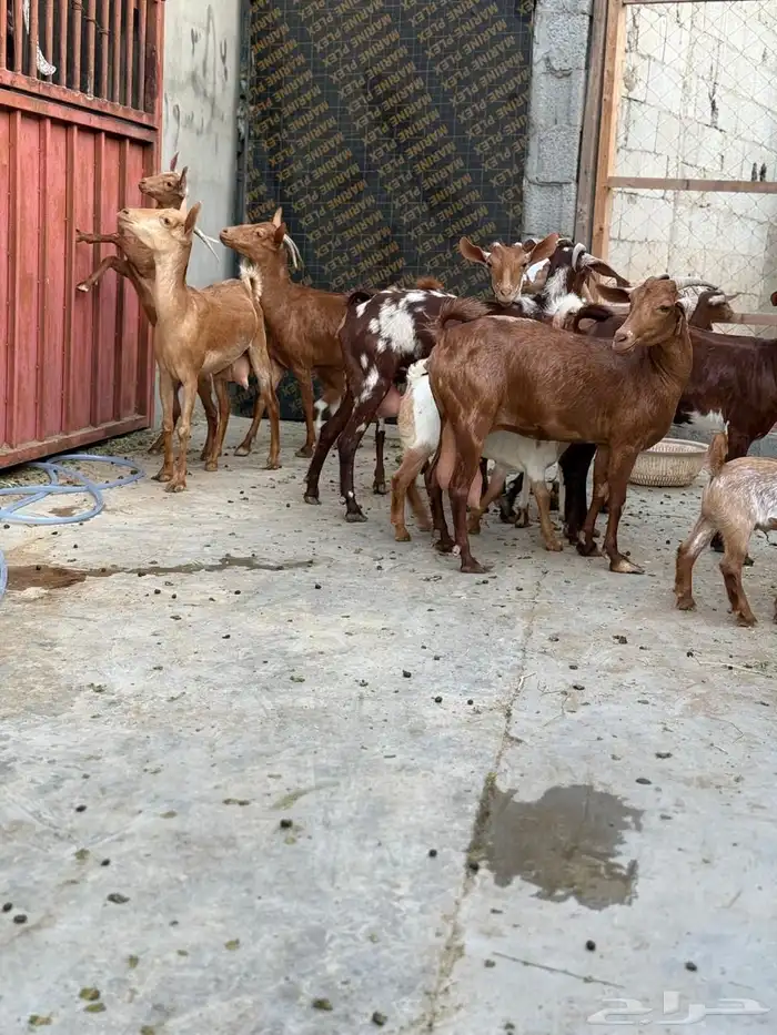 غنم دهم تم البيع الله يبارك للمشتري 3