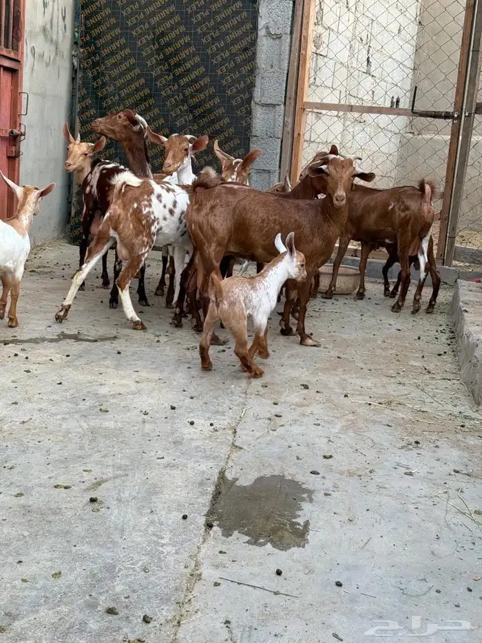 غنم دهم تم البيع الله يبارك للمشتري 4