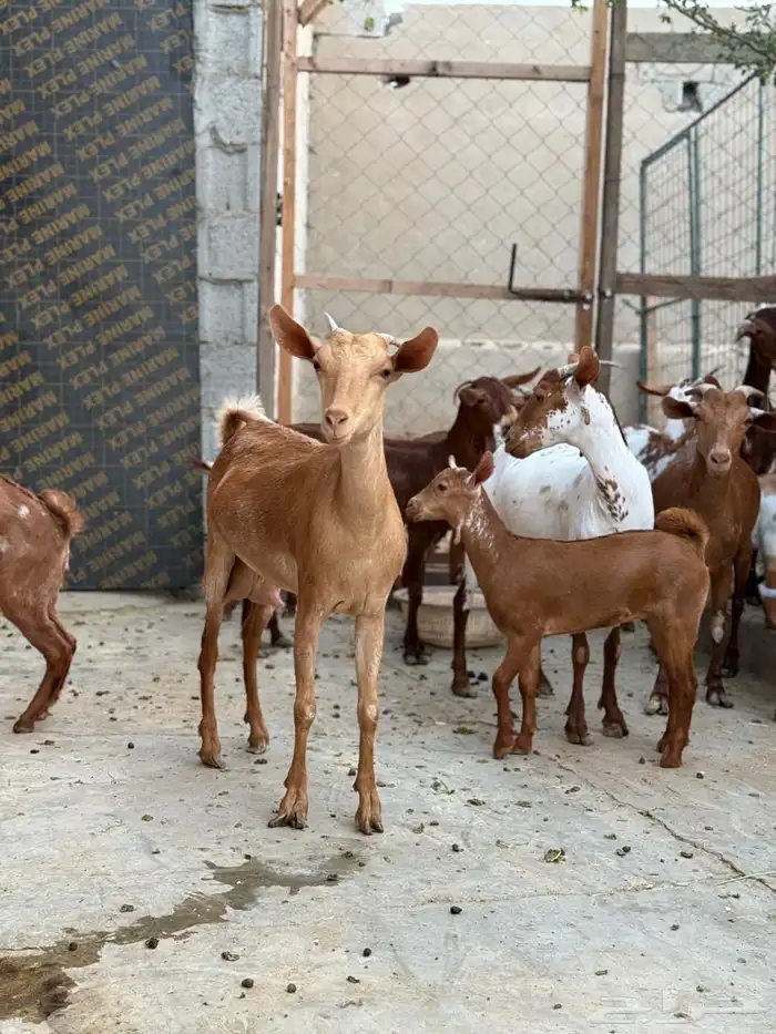 غنم دهم تم البيع الله يبارك للمشتري 1