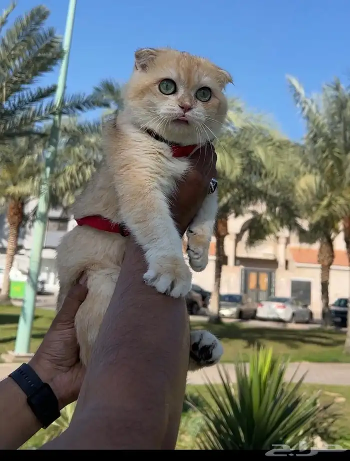 قطط للتزاوج بسعر مناسب ورمزي للجميع 2