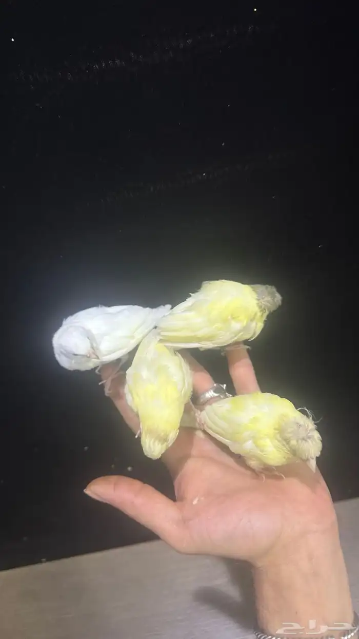 فروخ كناري غر تم البيع 2