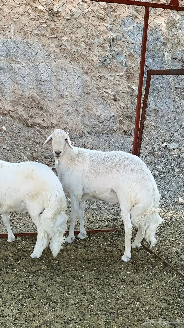 خروفين فحول كفو ( تم البيع ) 14