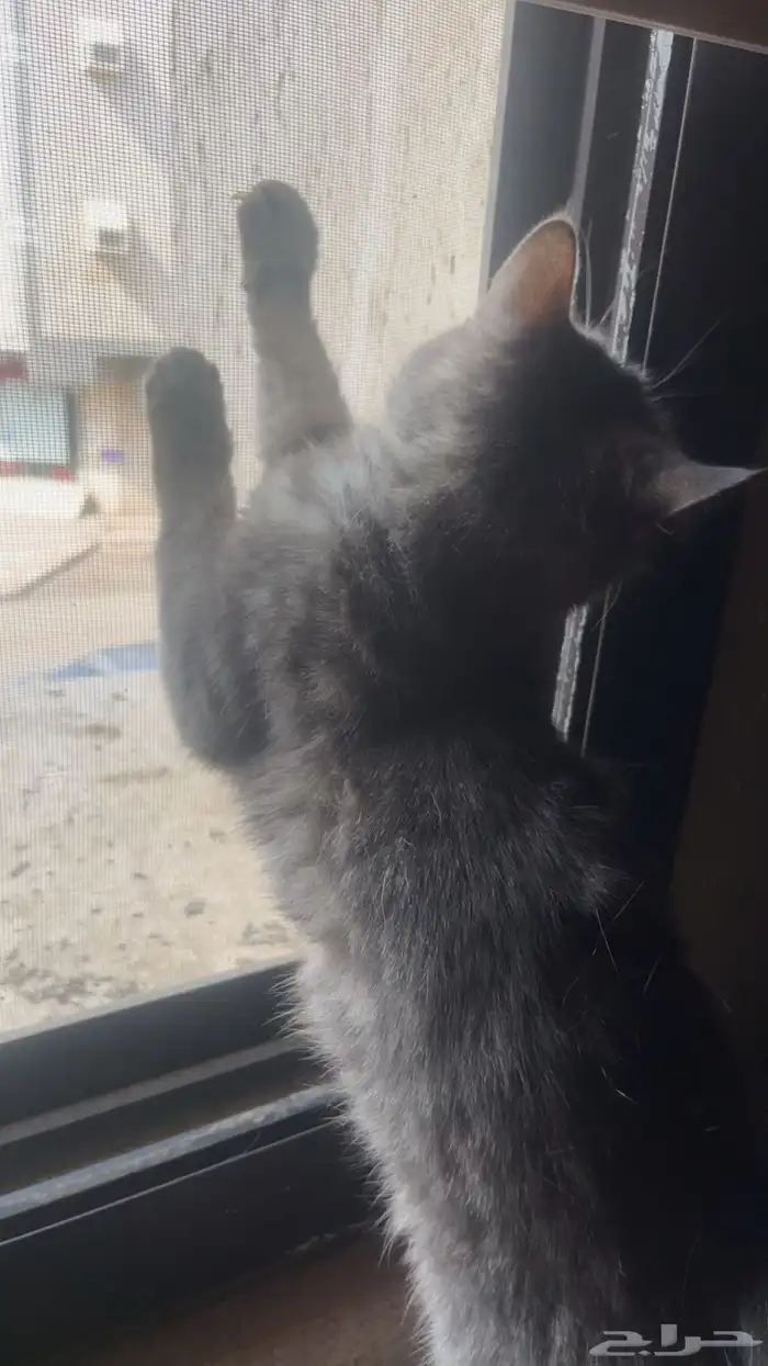 بسة مهجنة شيرازي و همالايا 3
