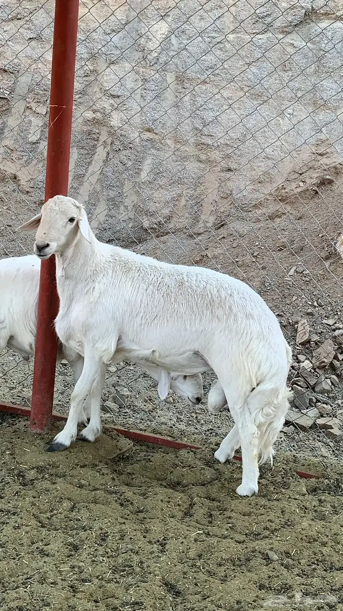 خروفين فحول كفو ( تم البيع ) 11