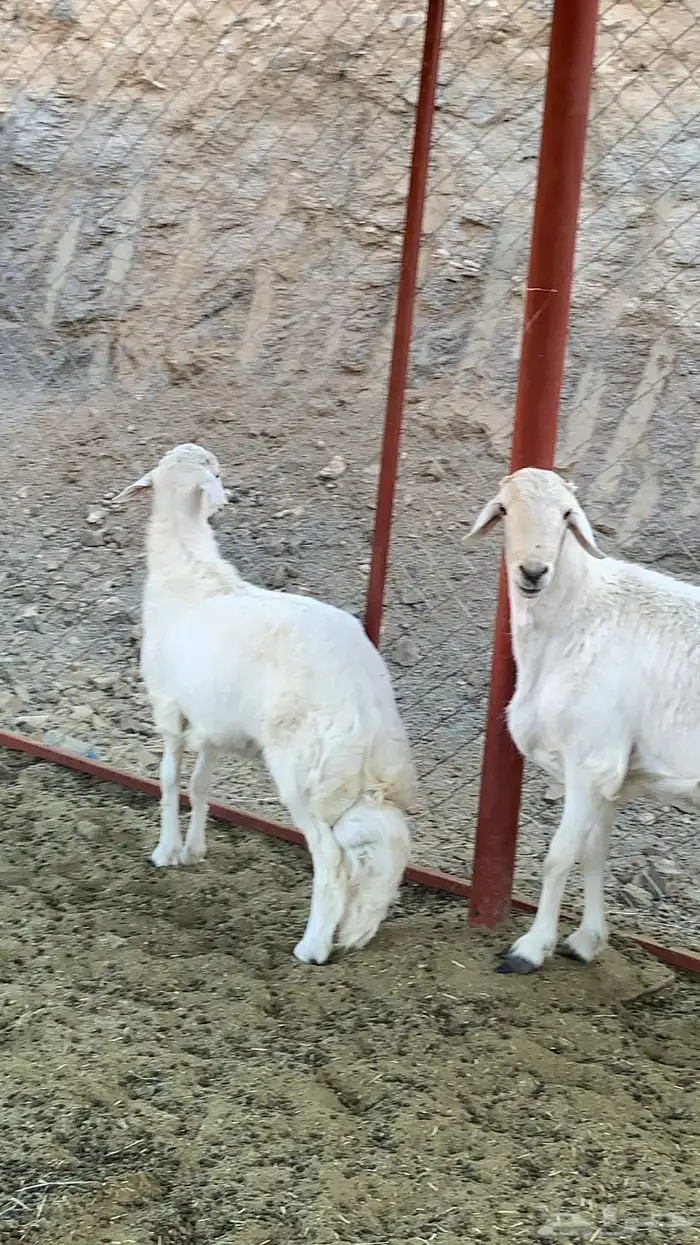 خروفين فحول كفو ( تم البيع ) 12