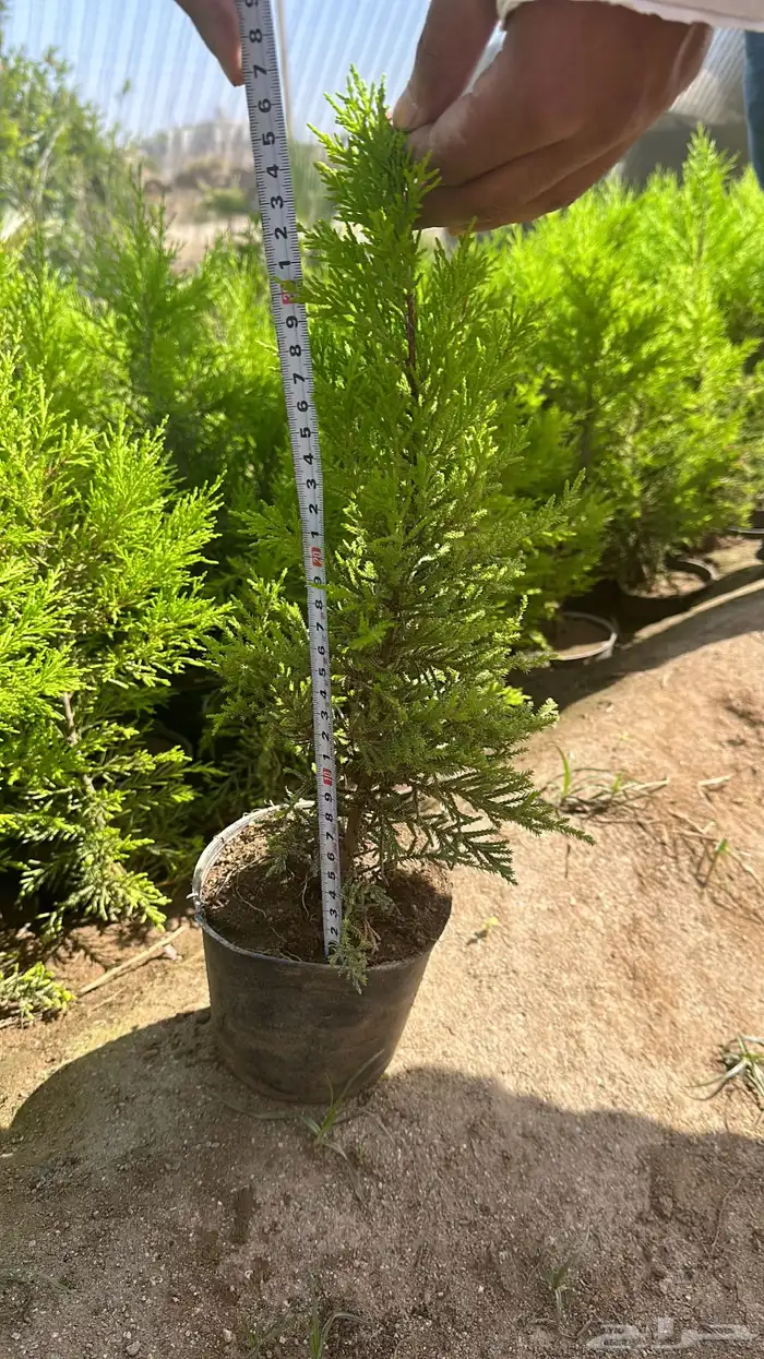 سرو عطري 0