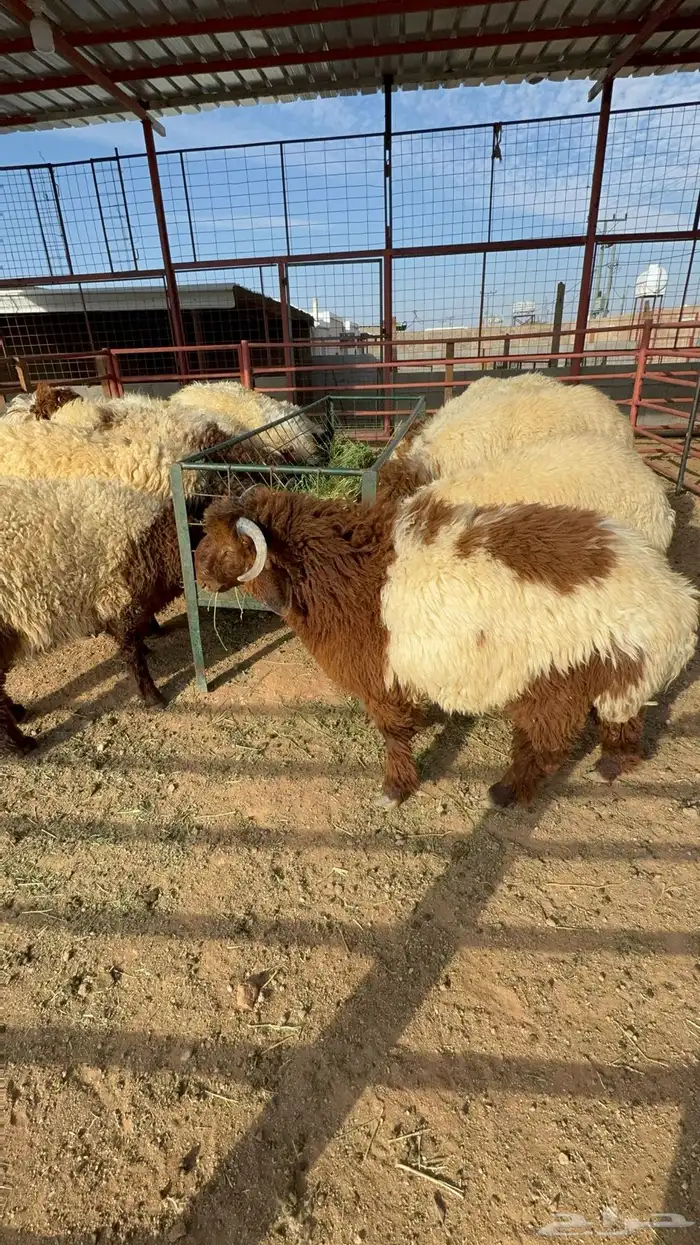 ذبايح حايل 3