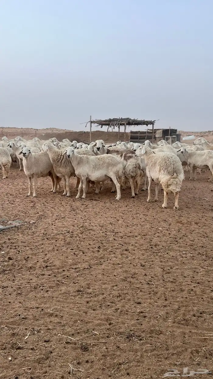 غنم مراح حريات حرش صنف (تم البيع ) 2