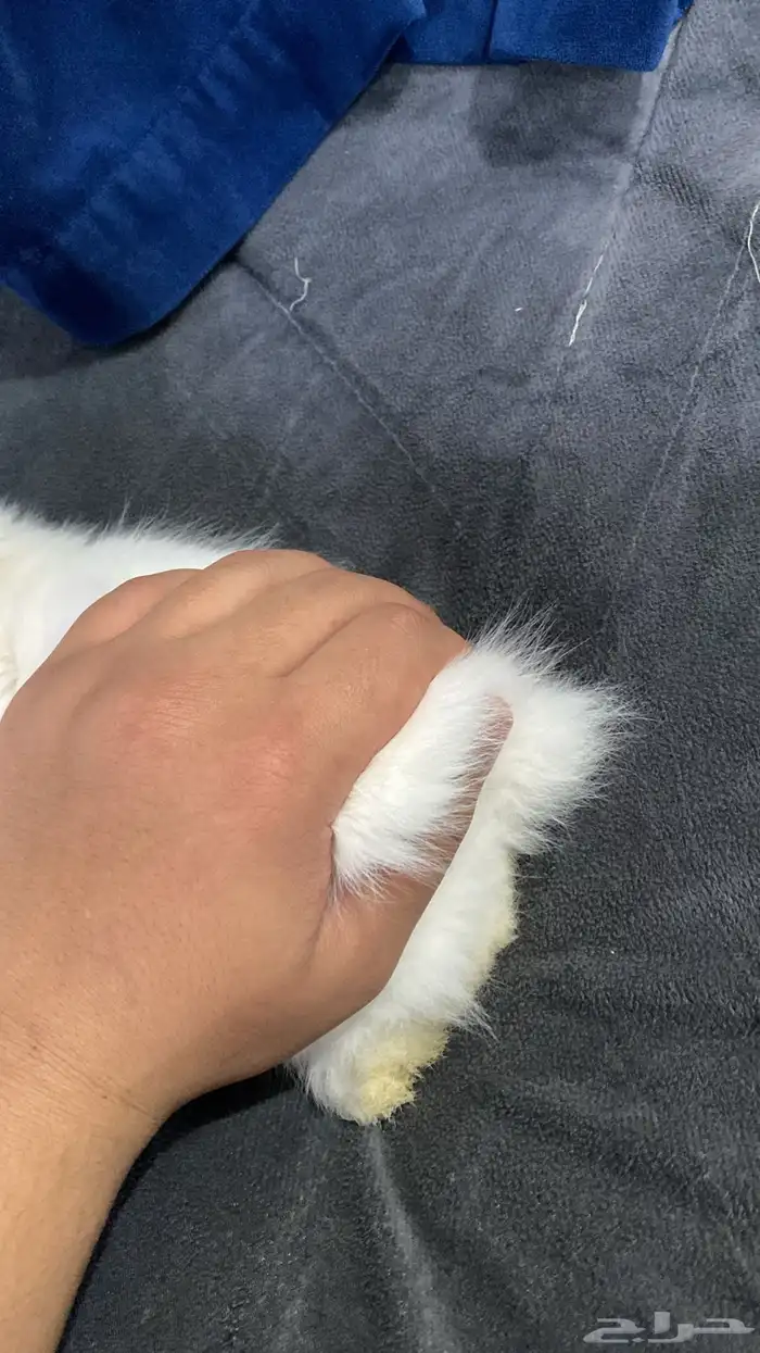 أرنب انقورا لون مميز جدا 5