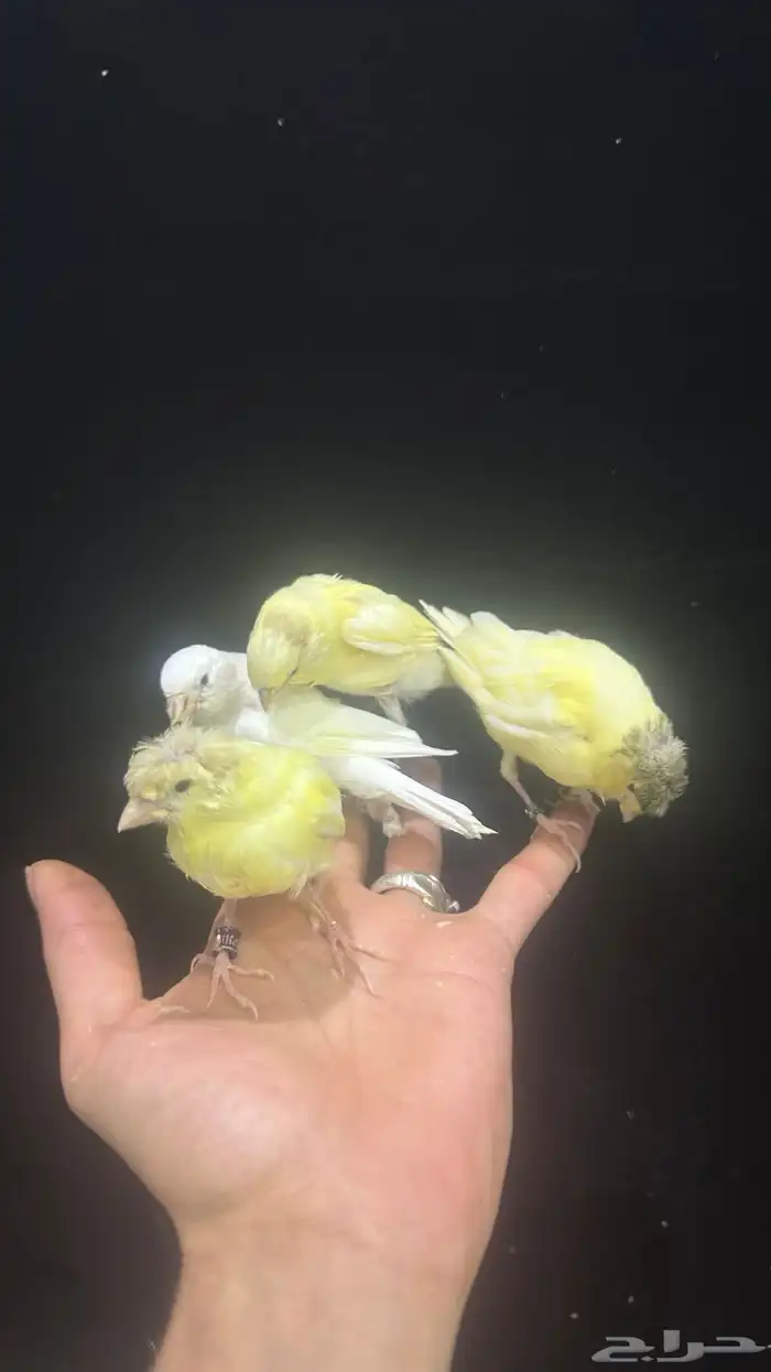 فروخ كناري غر تم البيع 1