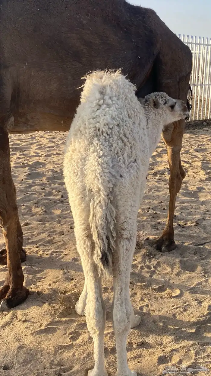 خلفه تحتها بكره كفو حليبها واجد 1