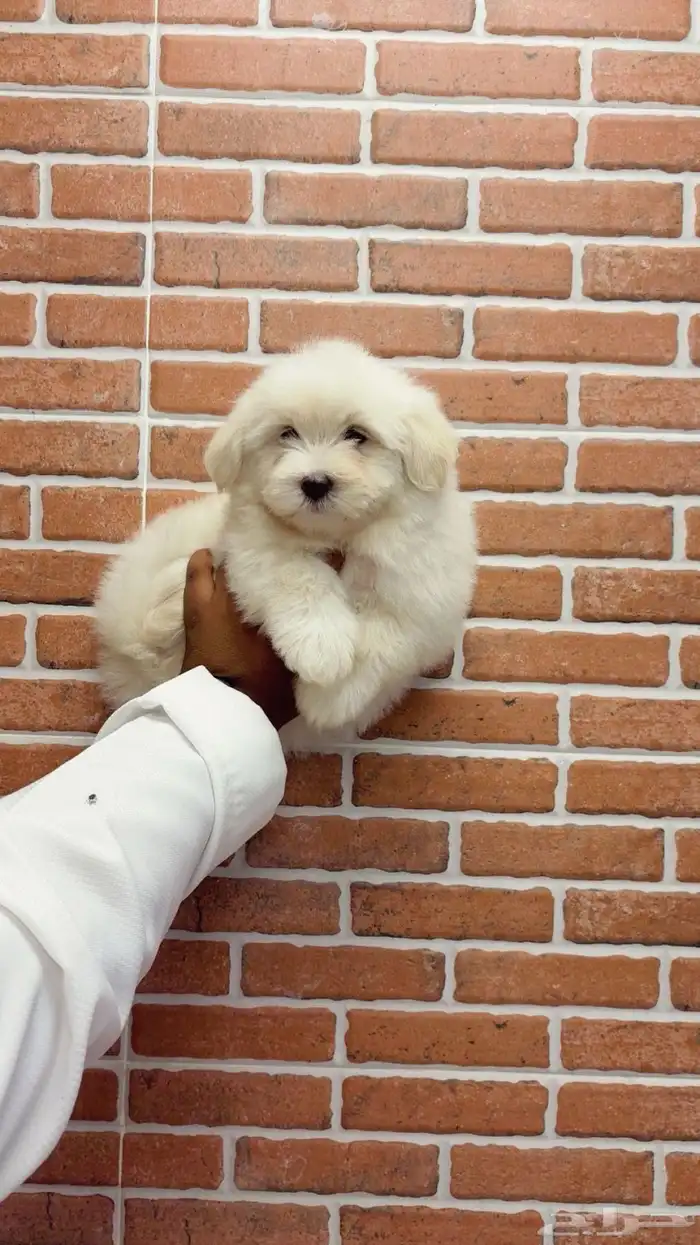 كلاب مالتيز 0