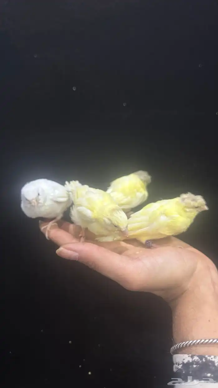 فروخ كناري غر تم البيع 3