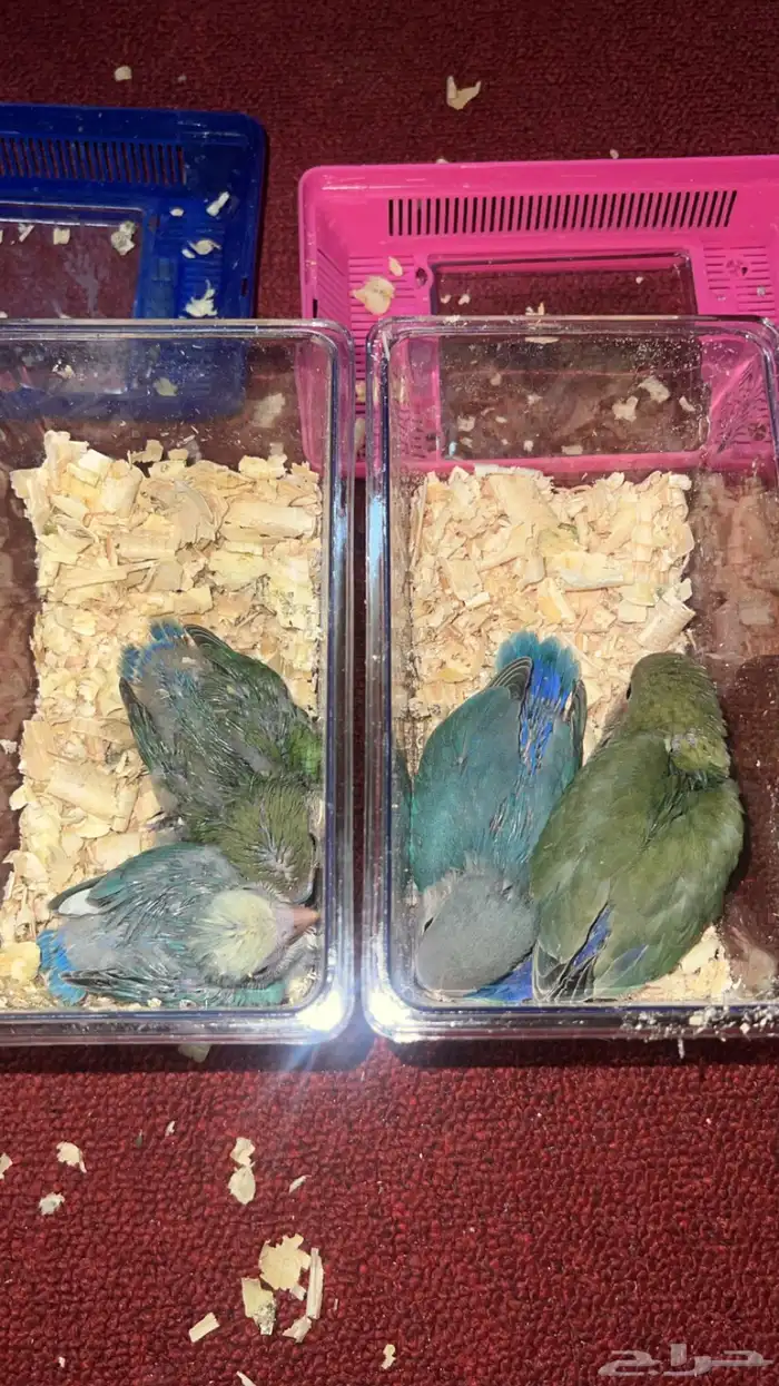 فروخ روز غر الوانها جميله 2