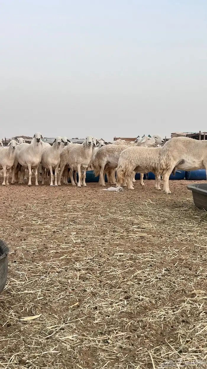 غنم مراح حريات حرش صنف (تم البيع ) 6