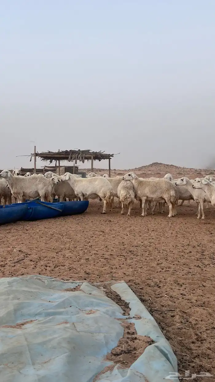 غنم مراح حريات حرش صنف (تم البيع ) 5