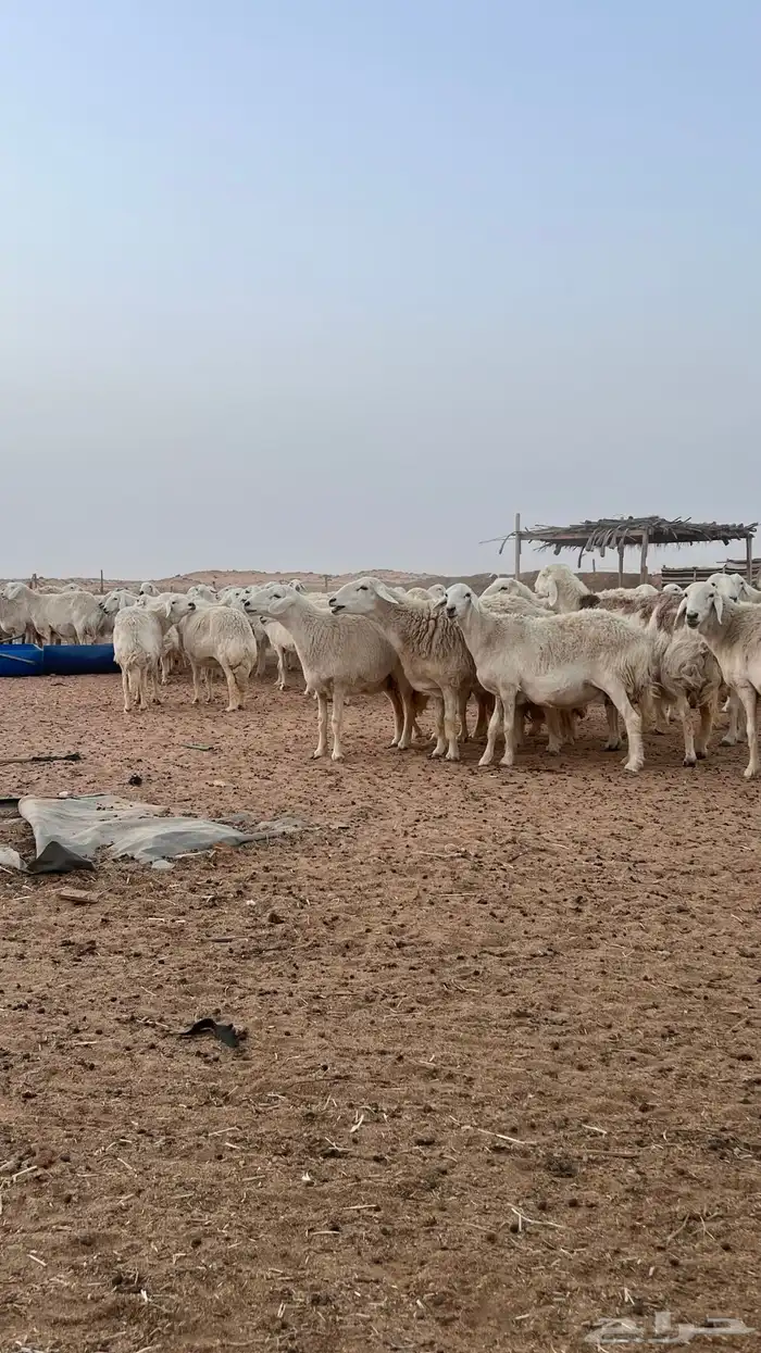 غنم مراح حريات حرش صنف (تم البيع ) 0