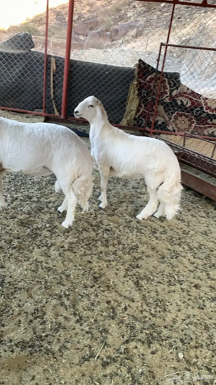 خروفين فحول كفو ( تم البيع ) 4