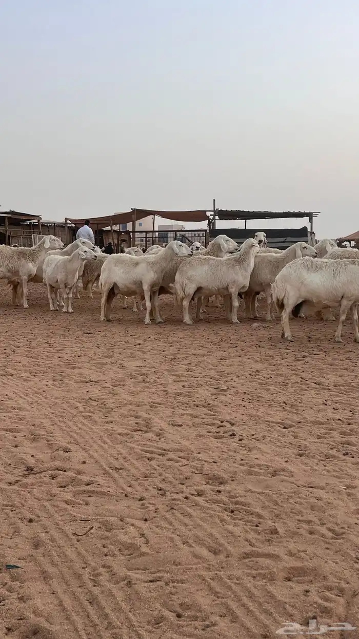 غنم مراح حريات حرش صنف (تم البيع ) 8
