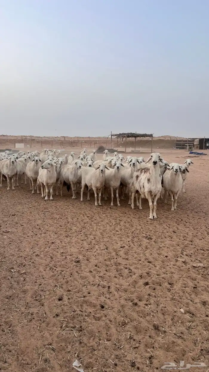 غنم مراح حريات حرش صنف (تم البيع ) 1