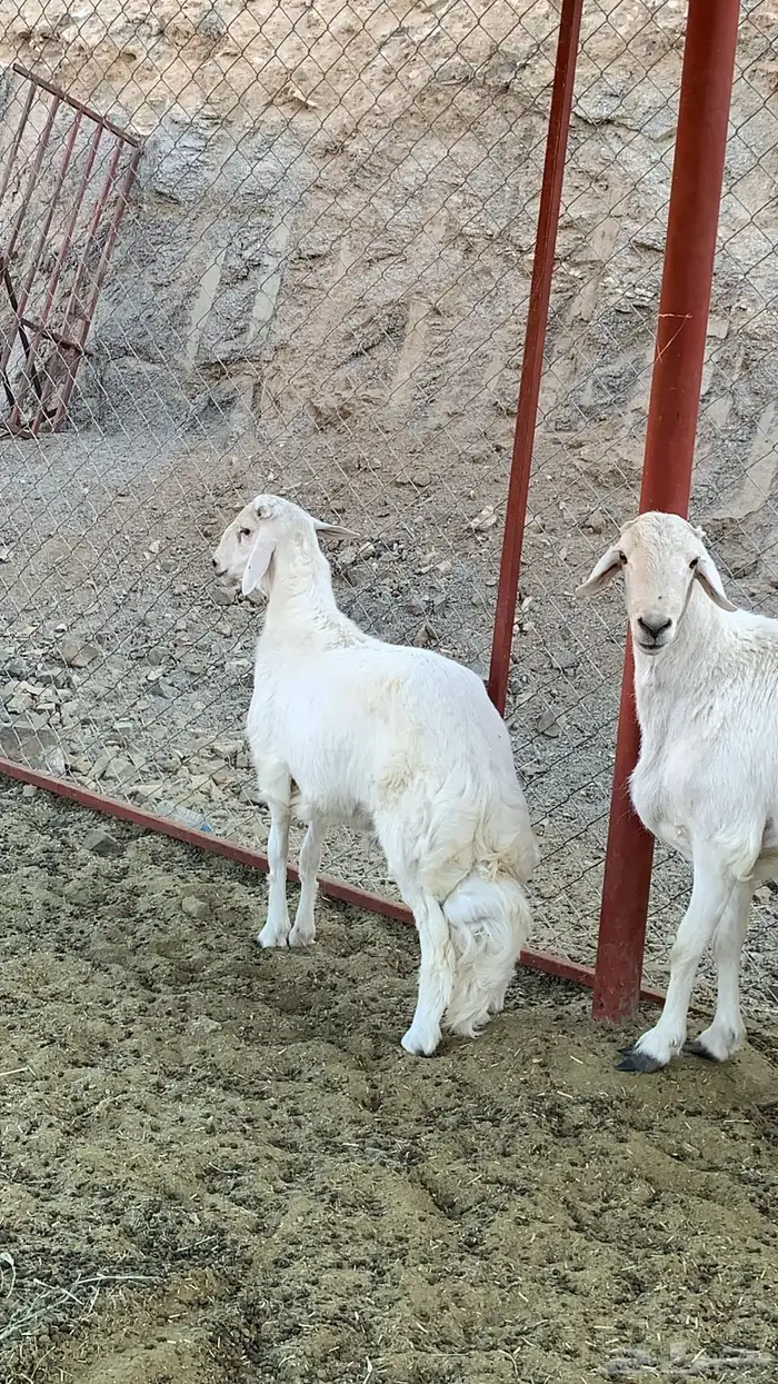 خروفين فحول كفو ( تم البيع ) 13