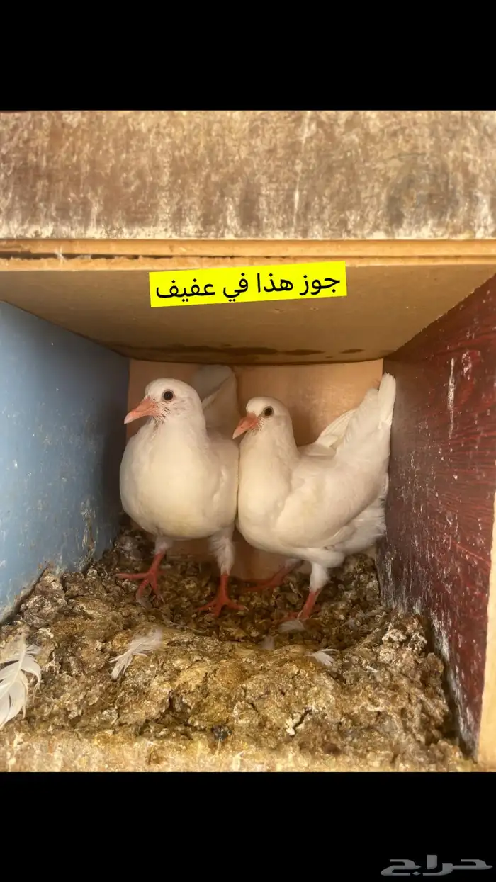 فروخ حمام فرنسي جانبو إن شاء الله يتوفر الموقع عفيف 2