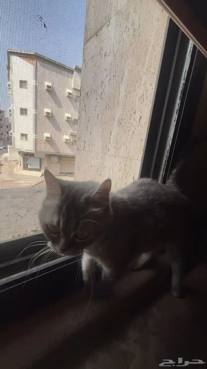 بسة مهجنة شيرازي و همالايا 2