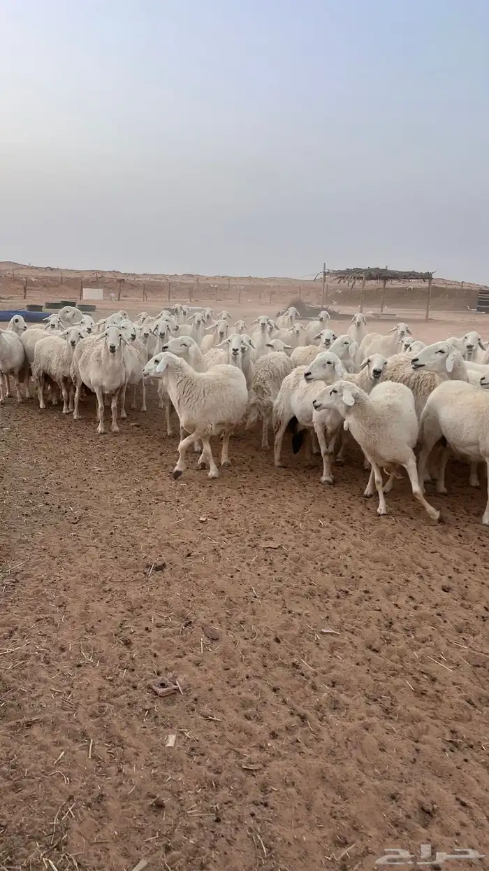 غنم مراح حريات حرش صنف (تم البيع ) 3