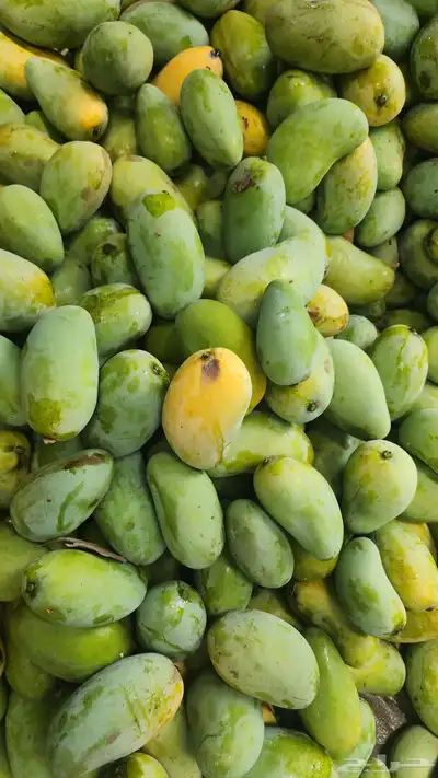 مانجو للبيع 3