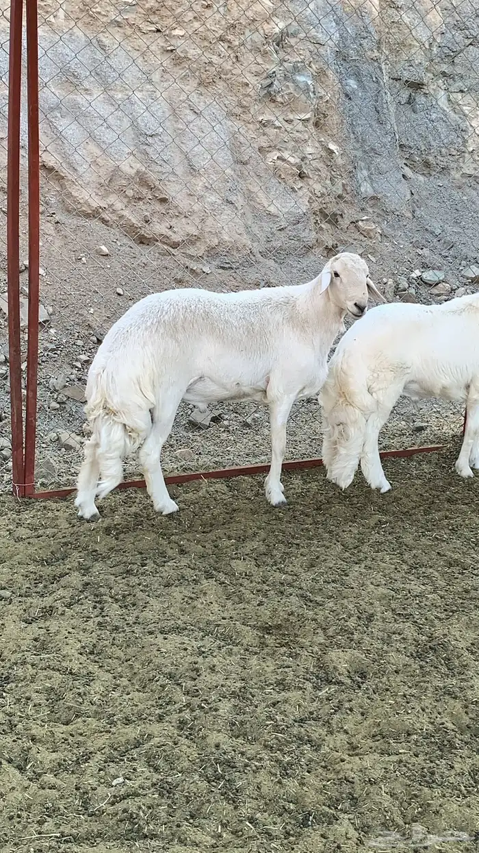خروفين فحول كفو ( تم البيع ) 16