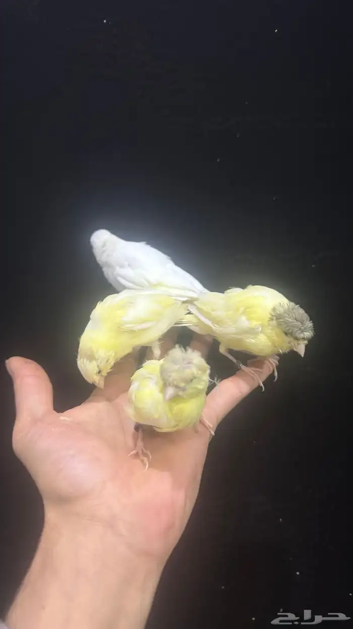 فروخ كناري غر تم البيع 0