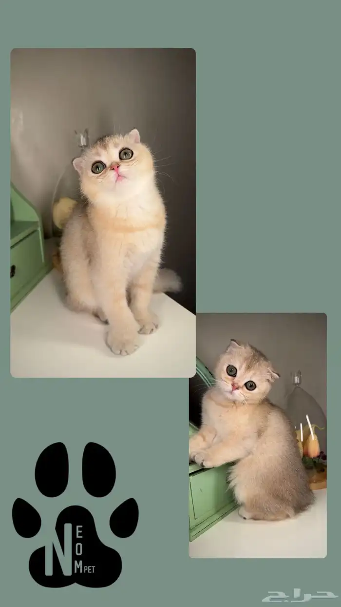 سكوتش فولد سلفر قولد كيتن انثى قطط للبيع انثى ذكر قطه شيراز 6