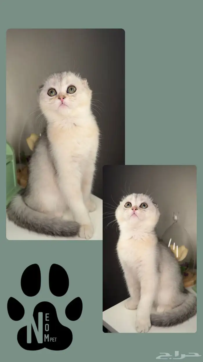 سكوتش فولد سلفر قولد كيتن انثى قطط للبيع انثى ذكر قطه شيراز 5