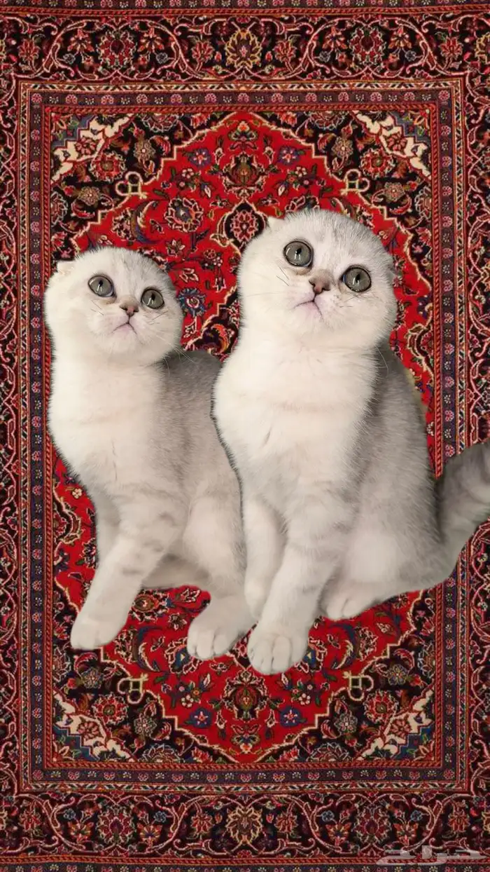 سكوتش فولد سلفر قولد كيتن انثى قطط للبيع انثى ذكر قطه شيراز 0