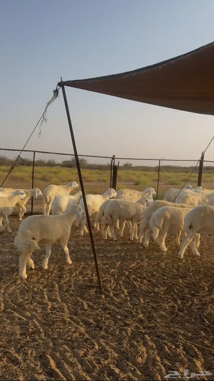 طليان ورخال حري 57 راس للبيع 5
