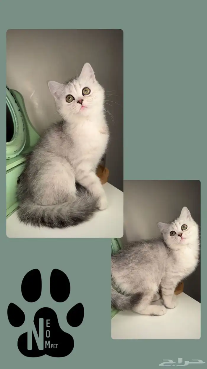 سكوتش فولد سلفر قولد كيتن انثى قطط للبيع انثى ذكر قطه شيراز 4