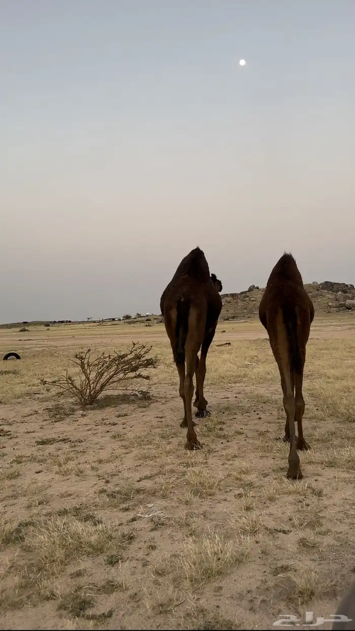 ناقه لقحه معها بنتها 0