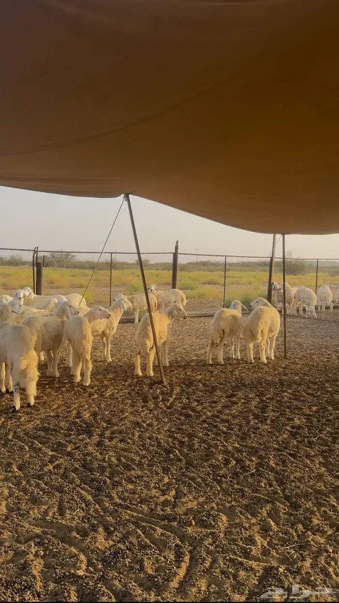 طليان ورخال حري 57 راس للبيع 6