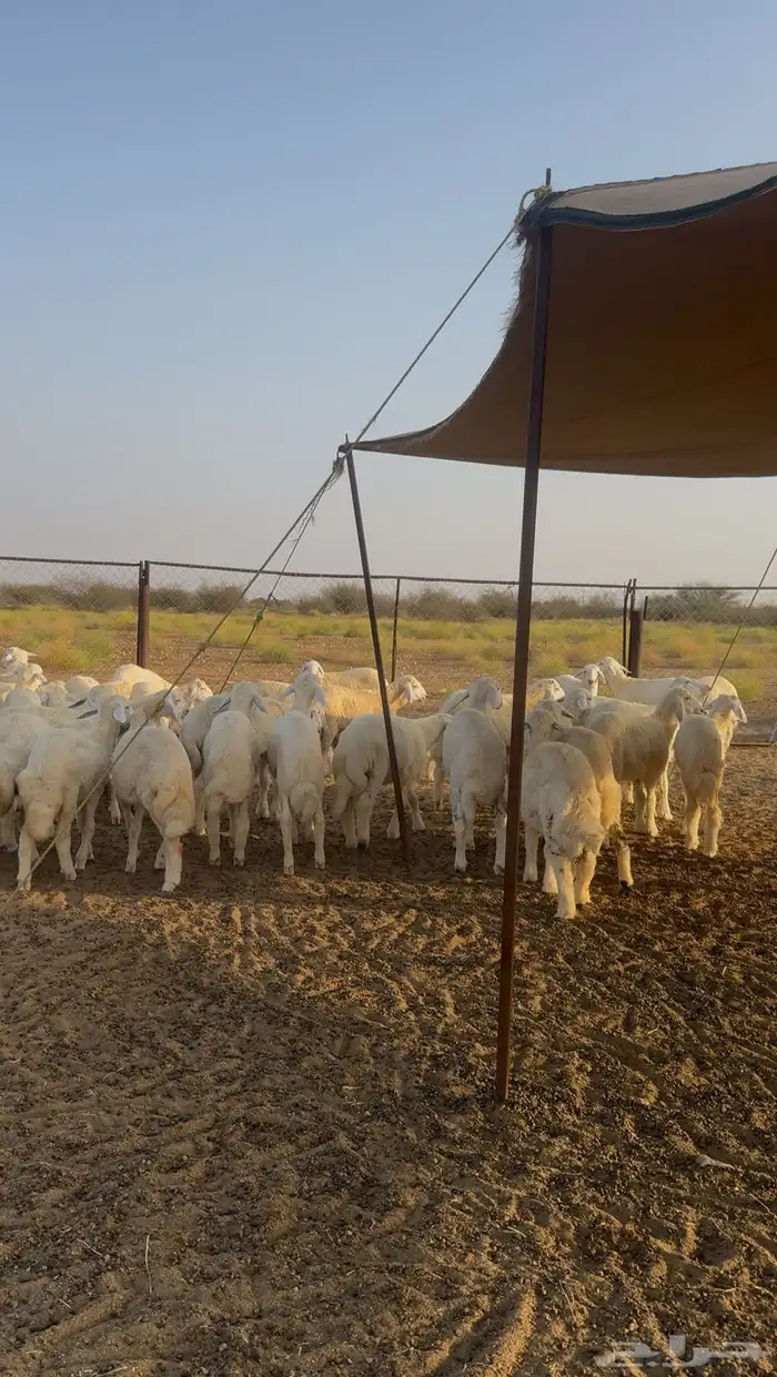 طليان ورخال حري 57 راس للبيع 3