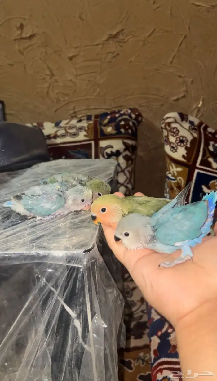 فروخ روز غر الوانها جميله 0