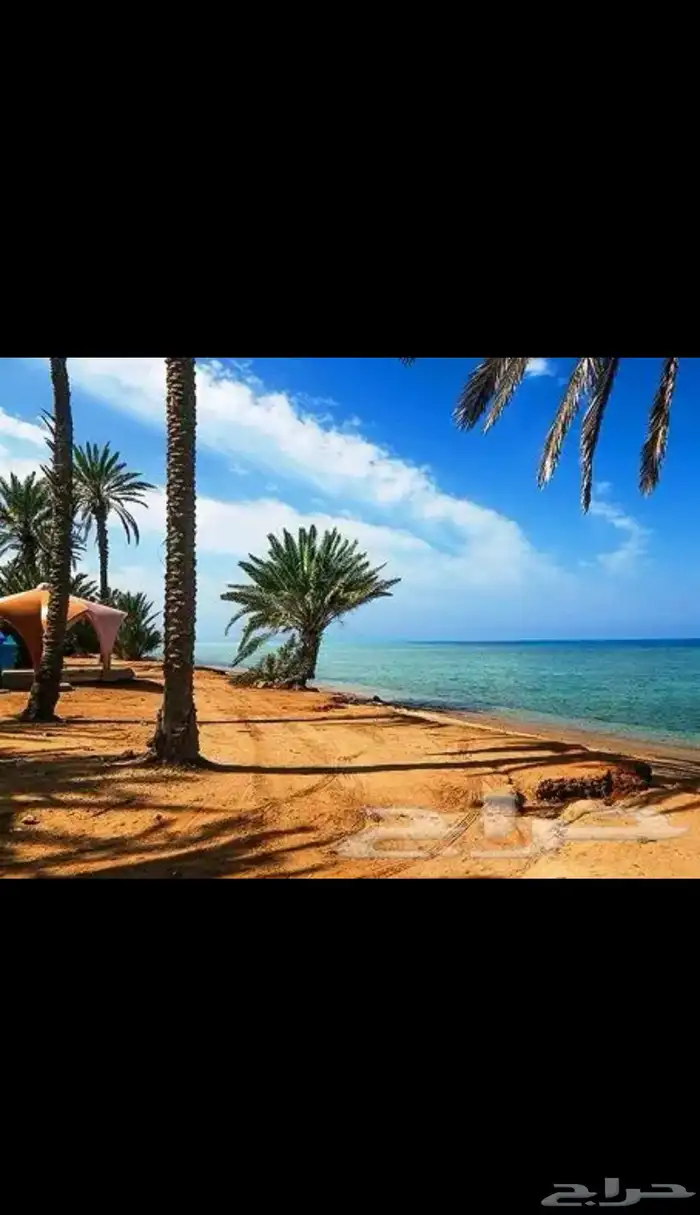 نوفر لكم جميع الأسماك الطازجة 0