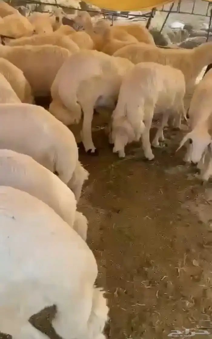 ذبايح حريه خرفان غنم شهران مع السلخ والتوصيل 18